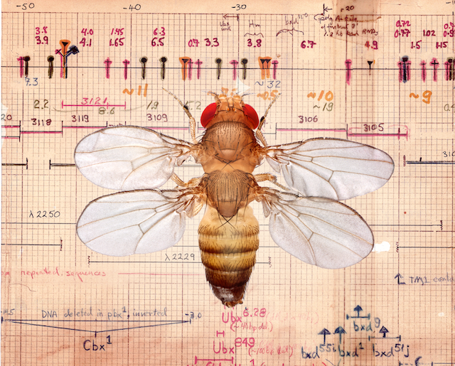 Four-Winged Fly Plus Hogness Chromosome Walk